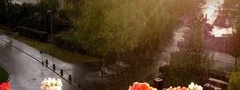 Цветы, дорога, дома, дождь