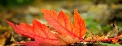 лист, осень, природа