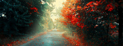 Осень, Дорога, Яркие цвета