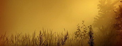 золотой, туман, поле