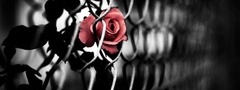чёрная, роза, эмблема, печали, красная, роза, эмблема, любви