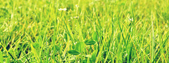 Зеленая, трава, цветы