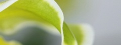 Зеленый лист, с белым, ободком