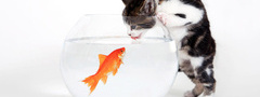 кошка, рыба, золотая рыбка, аквариум