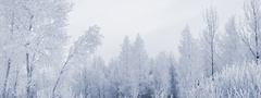 лес, зима, снег, природа, деревья