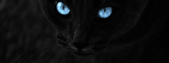 животные, кошка, глаза, синие, светятся