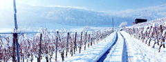 Виноградник, снег, дорога, зима
