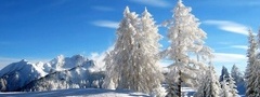 Зима, деревья, иней
