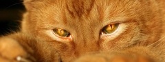 кот, рыжий, глаза