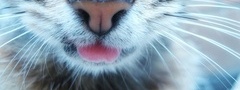 кот, язык, усы