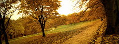 Осень, парк, желтые листья