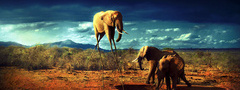 слоны, слон, животные, африка, пустыня