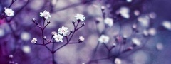 веточки, цветочки, blur