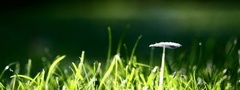 grass, mushroom, nature