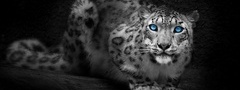 Леопард, голубые, глаза