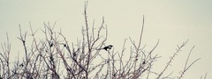 птичка, небо, дерево