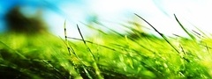 Зеленая, трава, голубое небо