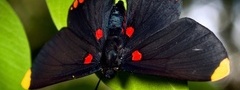 Черная, бабочка, зеленый лист