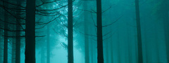 Лес, утро, туман