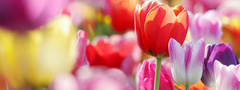 тюльпаны, цветы, весна