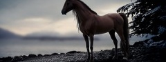 Конь, на берегу, озера