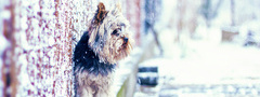 собака, снег, улица, стена, дом