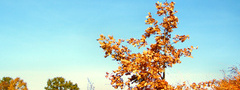 Осень, Листья, Трава, Небо