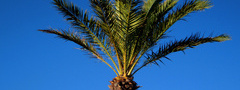 пальма, листья, небо, зелёный, голубой