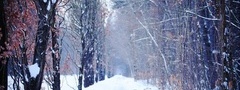 зима, природа, аллея, снег, деревья