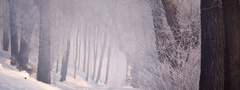 зима, природа, снег, деревья