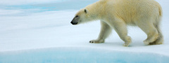 белый медвелдь, льдина, антарктида