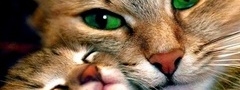 животные, кошка, котенок, ласка, глаза, зеленые
