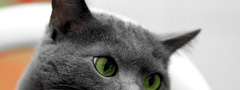 кот, глаза, зеленые