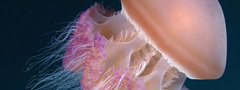 Медуза, глубины, моря