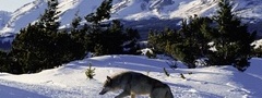 Волк, горы, снег, зима