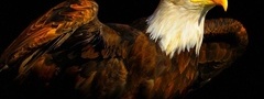 животные, орел, символ, государства
