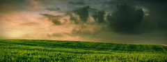 поле, зелень, трава, облака