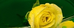 Желтая, роза, сосуд