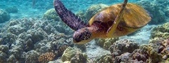 черепаха, море, кораллы
