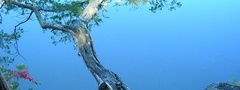 сакура, вишня, япония, река, берег, дерево