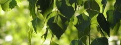 лист, зеленый, макро
