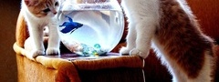 котята и рыба