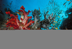 коралы, водоросли, рыбки