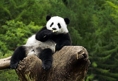 животные, панда, на дереве, жуёт