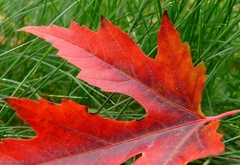 Осень, природа, красное