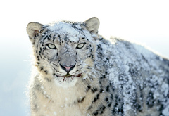 снежный барс, леопард