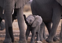 животные, слоны, природа, мама, малыш, elephants, animals