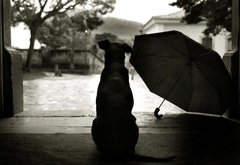 зонтик, собака, дерево, креатив, дом