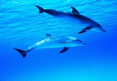 дельфины, море, вода