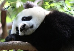 панда, задумалась, грустная